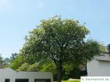 schwedische Mehlbeere (Sorbus intermedia) Baum im Sommer