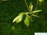 Seidenraupen Eiche (Quercus acutissima) Blätter an Zweigende