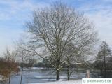 Silber-Pappel (Populus alba) Baum im Winter