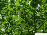 Taschentuchbaum (Davidia involucrata) Blüten-Krone