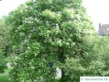 Trompetenbaum (Catalpa bignonioides) Baum im Sommer