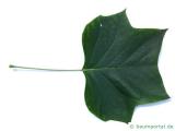 Tulpenbaum (Liriodendron tulipifera) Blatt