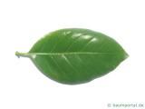 Tupelobaum (Nyssa sylvestris) Blatt