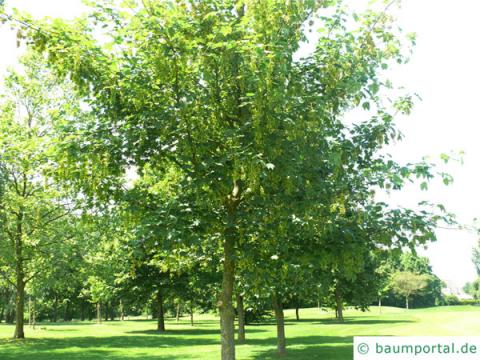 Berg-Ahorn (Acer pseudoplatanus) junger Baum