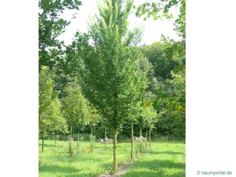 Berg-Ulme (Ulmus glabra) Baum im Sommer