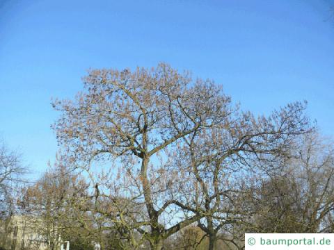 Blauglockenbaum (Paulownia tomentosa) Baum