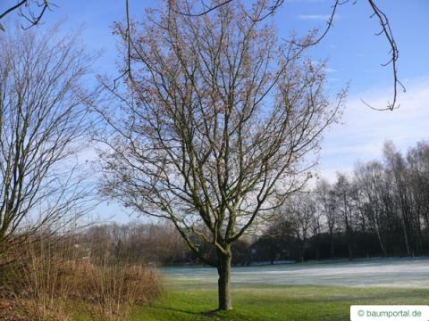 Feld-Ahorn (Acer campestre) Baum im Winter