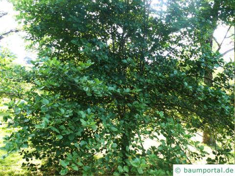 frostiger Weißdorn (Crataegus pruinosa) Baum im Sommer