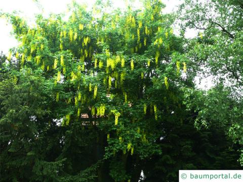gemeiner Goldregen (Laburnum anagyroides) Baum