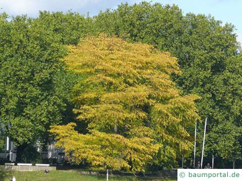 Gleditschie (Gleditsia triacanthos) Baum