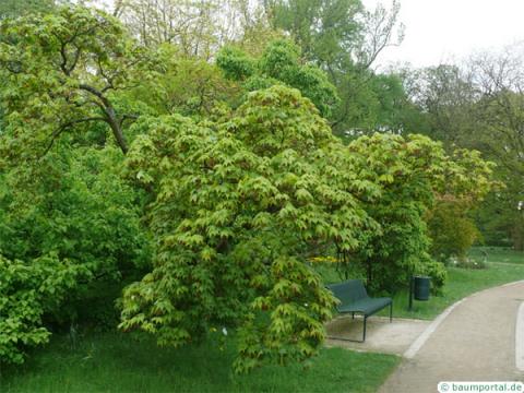 grüner Fächer-Ahorn (Acer palmatum 'Ozakazuki') Baum