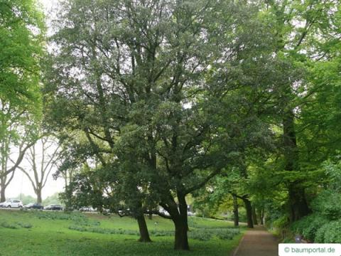Immergrüne Eiche (Quercus turneri 'Pseudoturneri') Baum