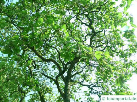 kleinblütiger Trompetenbaum (Catalpa ovata) Baum im Sommer