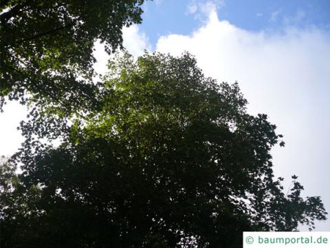 mongolische Linde (Tilia mongolica) Baum im Sommer mongolische Linde (Tilia mongolica) Baum im Sommer