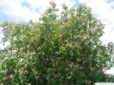 rotblühende Kastanie (Aesculus carnea) Blüten