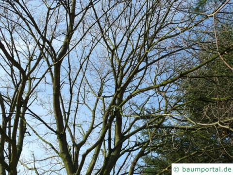 schneeballblättriger Ahorn (Acer opalus) Krone im Winter