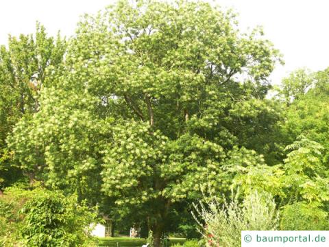 Schnurbaum (Styphnolobium japonicum) Baum Schnurbaum (Styphnolobium japonicum) Baum