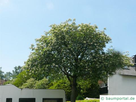schwedische Mehlbeere (Sorbus intermedia) Baum im Sommer schwedische Mehlbeere (Sorbus intermedia) Baum im Sommer