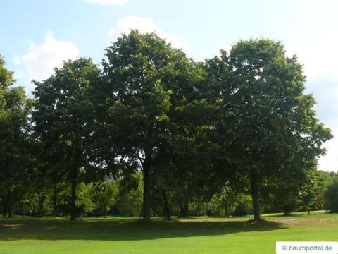 Silber-Linde (Tilia tomentosa) Baum Silber-Linde (Tilia tomentosa) Baum