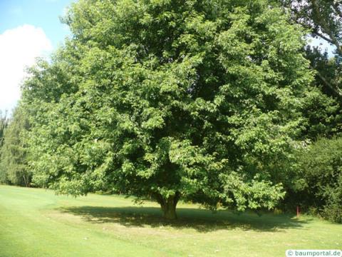 Silber-Ahorn (Acer saccharinum) Baum im Sommer