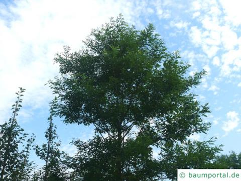 Straßen-Akazie (Robinia pseudoacacia 'Monophylla') Baum im Sommer Straßen-Akazie (Robinia pseudoacacia 'Monophylla') Baum im Sommer