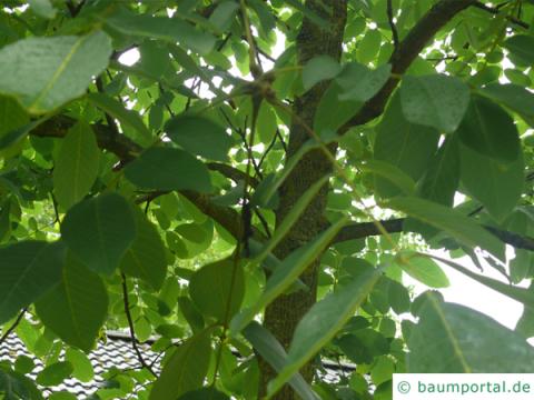 Walnuss (Juglans regia) Baum