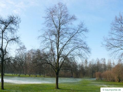 Winter-Linde (Tilia cordata) Baum im Winter Winter-Linde (Tilia cordata) Baum im Winter