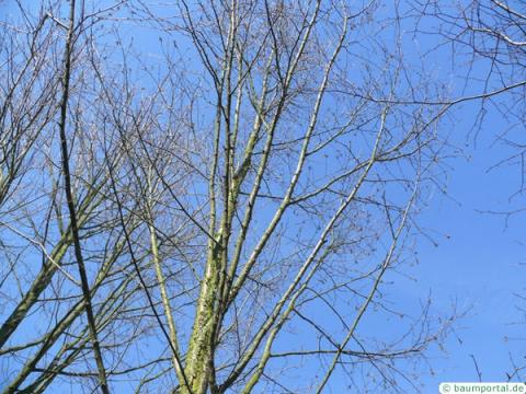 Zucker-Birke (Betula lenta) Baum im Winter