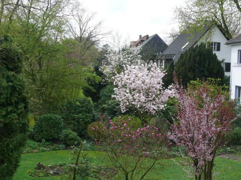 magnolien-1.jpg