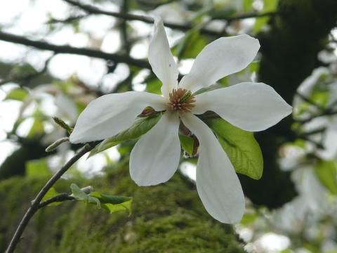 magnolien-baum-bluete.jpg