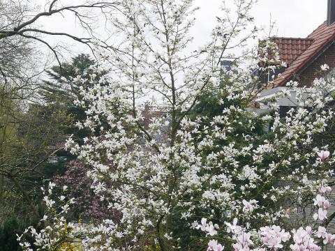 magnolien-baum-magnolie.jpg