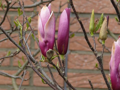 magnolien-purpur-bluete.jpg