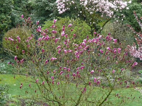 magnolien-purpur-magnolie.jpg