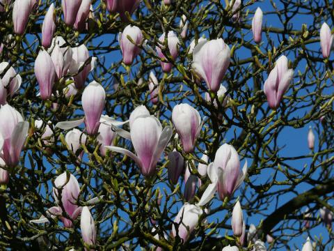 magnolien-tulpen-magnolie-b.jpg