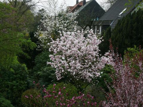 magnolien-tulpen-magnolie.jpg