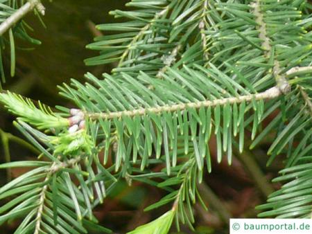 Balsam-Tanne (Kieferngewächse (Pinaceae) Nadeln