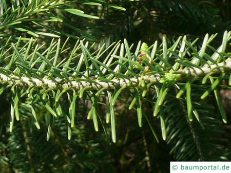 Banks-Kiefer (Pinus kanksiana) Nadeln am Zweig