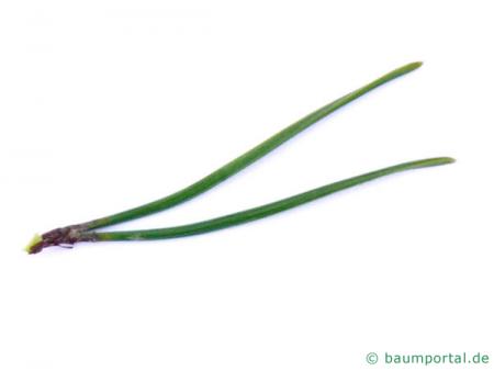 Latschenkiefer (Pinus mugo) Nadel