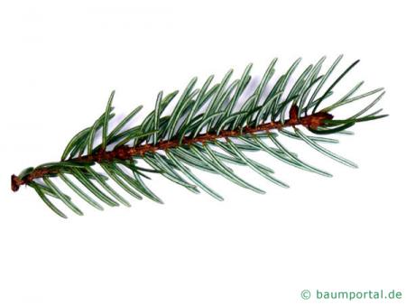 Picea Omorika / serbische Fichte (Picea omorika) Nadeln