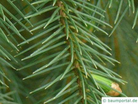 Sitka-Fichte (Picea sitchensis) Nadeln