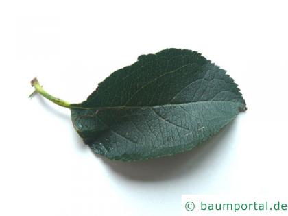 Apfelbaum (Malus hybrid) Blatt