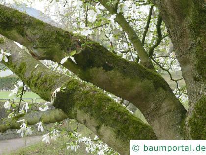 Baum-Magnolie (Magnolia kobus) Stamm / Rinde / Borke
