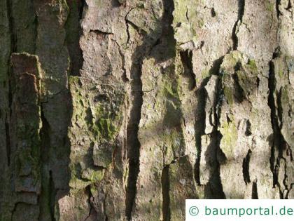 Berg-Ahorn (Acer pseudoplatanus) Stamm / Borke / Rinde
