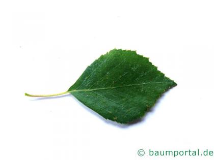 Birke (Betula pendula) Blatt