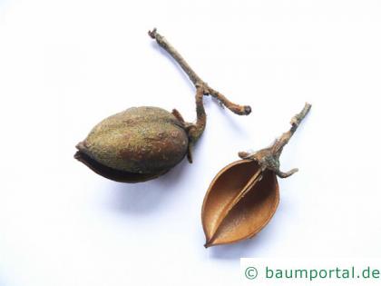 Blauglockenbaum (Paulownia tomentosa) Frucht