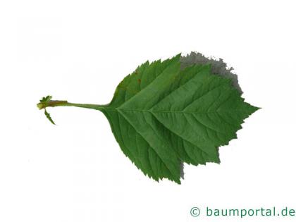 Blut-Weißdorn (Crataegus sanguinea) Blatt