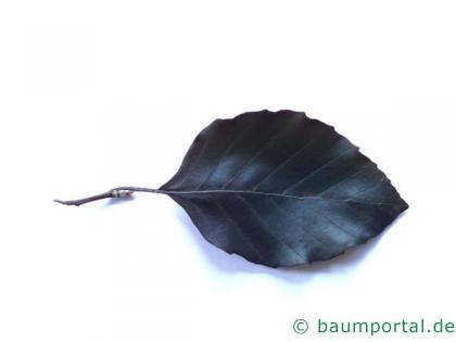 Blutbuche (Fagus sylvatica purpurea) Blatt