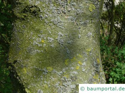 Cissusblättriger Ahorn (Acer cissusfolium) Stamm / Rinde / Borke