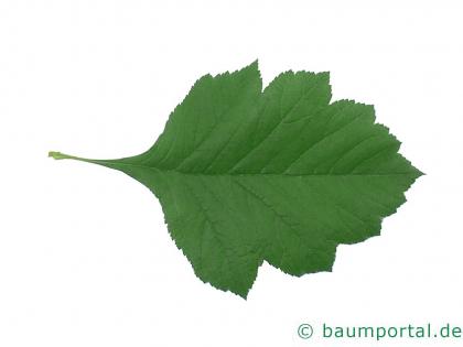 Crataegus maximowiczii Blatt