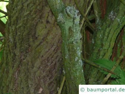 Dorn-Ulme (Hemipetlea davidii) Zweig mit Blättern